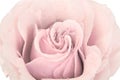 Tinted pink rose isolated