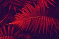Tinted tropical leaves in the red color. Natural red and blue background leaves of decorative fern in the tropics. dark background Royalty Free Stock Photo