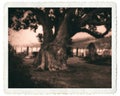 Tinted Victorian Pinhole Camera Style Cemetery Image Royalty Free Stock Photo