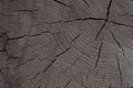 Tinted wooden texture background. cracked gray monochrome base rustic eco close-up base design