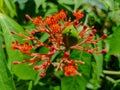 Tintir castor flower or what is known as Jatropha multifida flower Royalty Free Stock Photo