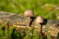 Tintling Coprinus sensu lato in the forest