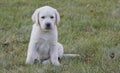 Tiny 7 Week Old Yellow Lab Puppy Royalty Free Stock Photo