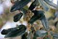 Tiny acorns growing in clusters on oak tree in Florida - Quercus virginiana, Southern Live Oak