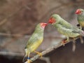 Tiny active Star Finches. Royalty Free Stock Photo