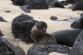 Tiny adorable Galapagos baby sea lion seen in closeup staring while sitting on beach between rocks Royalty Free Stock Photo