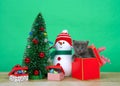 Adorable grey kitten popping out of a christmas present Royalty Free Stock Photo