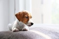 Tiny adorable Jack Russell Terrier puppy with brown stains on face waiting for its master by the window Royalty Free Stock Photo