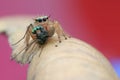 Tiny adorable jumping spider with prey Royalty Free Stock Photo
