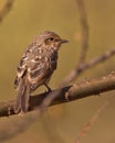 The tiny African Dusky Flycatcher Royalty Free Stock Photo