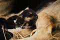 Tiny Alaskan husky from Northern sled dog kennel sleeps next to mother and other puppies. Mongrel was recently born