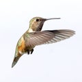 A Female Rufous Hummingbird Isolated in Flight