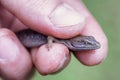 Tiny alligator lizard being held in hand