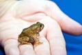 Tiny American Toad Royalty Free Stock Photo