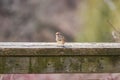 Tiny American Tree Sparrow perched on a wooden fence railing, so Royalty Free Stock Photo