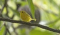 Tiny American Yellow Warbler Setophaga petechia Royalty Free Stock Photo