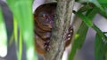 Tarsier, Bohol, Filipino Royalty Free Stock Photo