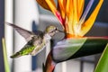 Tiny Anna`s Hummingbird drinking nectar from a Bird of Paradise Strelitzia reginae flower in a San Francisco public park; Royalty Free Stock Photo