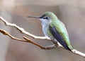 Tiny Anna`s Hummingbird Perched Alone on a Tree Branch Royalty Free Stock Photo