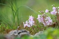 Tiny annual Phlox flowers