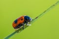 Tiny ant bag beetle with red back with black dot climbing green Royalty Free Stock Photo