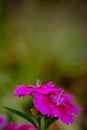 Tiny ant walks across petal of virant Dianthus flower Royalty Free Stock Photo