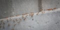 Tiny ants scurrying up and down the gray concrete wall Creative AI, ants, concrete, climbing, wall Royalty Free Stock Photo