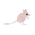 Tiny australian spinifex hopping mouse vector illustration for kids isolated on white background. Cartoon animal.