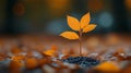 Tiny autumn sapling with orange leaves sprouting from dark soil amongst fallen leaves Royalty Free Stock Photo