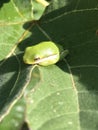 Alabama Green Tree Frog - Hyla cinerea - on Fig Leaf Royalty Free Stock Photo