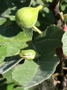 Alabama Green Tree Frog - Hyla cinerea - on Fig Leaf Royalty Free Stock Photo