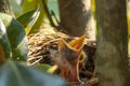 Tiny baby bird is perched in a nest, with its mouth open Royalty Free Stock Photo