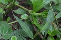 A tiny baby brown frog sits on the surface of a Singapore daisy leaf Royalty Free Stock Photo