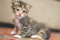 Tiny baby cat learning how to walk and stand on a red carpet