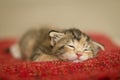 Tiny baby cat sleeping on a red blanket Royalty Free Stock Photo