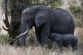 Tiny baby elephant feeding from his mother Royalty Free Stock Photo