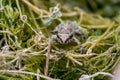 A tiny baby frog or froglet, Painted Frog, Discoglossus pictus, resting on small pieces of grass. Royalty Free Stock Photo
