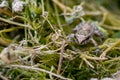 A tiny baby frog or froglet, Painted Frog, Discoglossus pictus, resting on small pieces of grass. Royalty Free Stock Photo