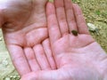 Tiny Baby Frog on Hands