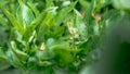 Tiny baby frog rest on vegetable leaves. Hyla Chinensis tadpole is sitting