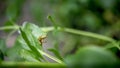 Tiny baby frog rest on vegetable leaves. Hyla Chinensis tadpole is sitting