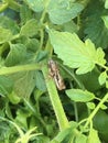 Tiny baby frog on tomato plant