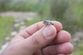 Tiny baby Iberian midwife toad between human fingers