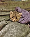 Tiny Baby Kitten Cuddled in Legs and Towl Royalty Free Stock Photo