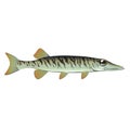 Tiny baby muskie Vector Art Fish Farm