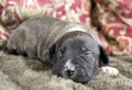 Tiny baby newborn five day old puppy dog sleeping eyes closed Royalty Free Stock Photo