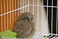 A tiny baby owl Royalty Free Stock Photo