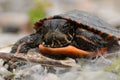 A tiny baby Painted turtle walking along a gravel road Royalty Free Stock Photo