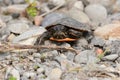 A tiny baby Painted turtle walking along a gravel road