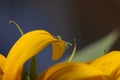 Tiny baby praying mantis standing on a pedal of a sunflower plant